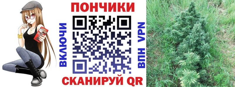 Канабис семена  Шацк 